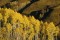 Golden Aspen and Hillside print